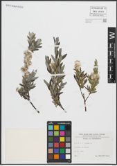 Foto von Salix repens L.